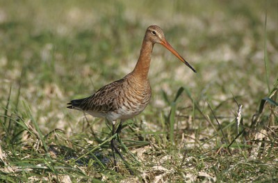 Limosa_limosa_1_(Marek_Szczepanek).jpg