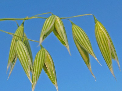 1024px-Avena-sativa.jpg