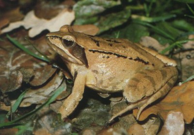 Rana_dalmatina.jpg