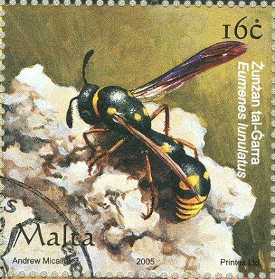 Malta 2005 Insekten Eumenes lunulatus - Töpferwespe.jpg