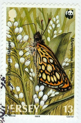 Jersey-MB-5.jpg (148.3 KiB) 1256-mal betrachtet Jersey-MB-5.jpg