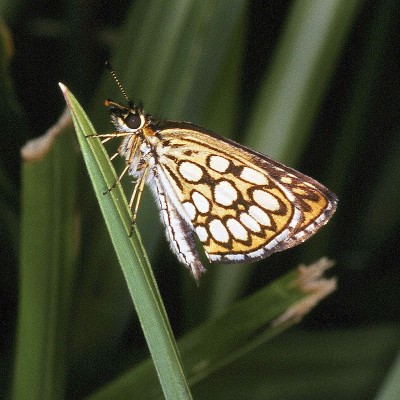 800px-Heteropterus.morpheus.2490.jpg