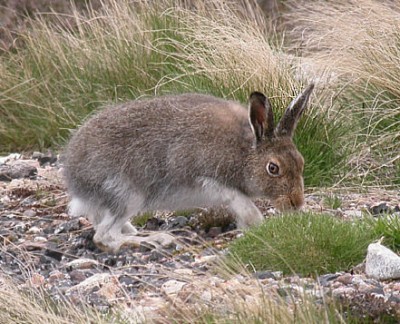 Mountain_Hare_Scotland.jpg