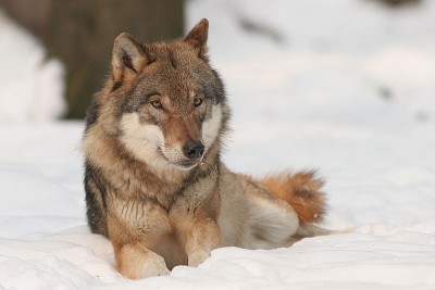 Canis_lupus.jpg