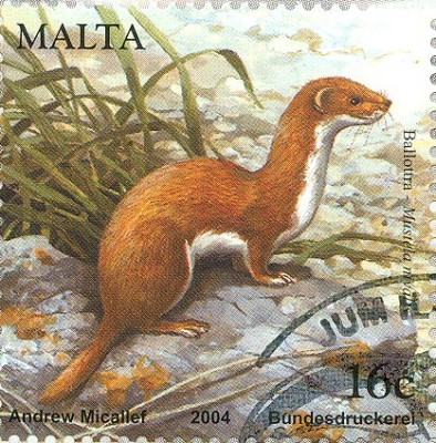 Malta 2004 Mix Mustela nivalis -  .jpg