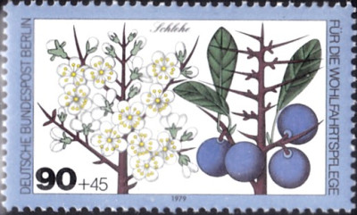 schlehe 3.jpg