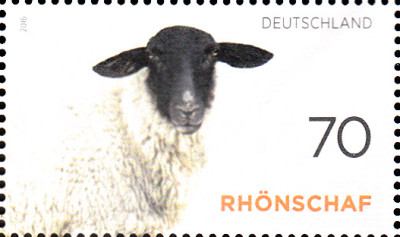 rhönschaf.jpg