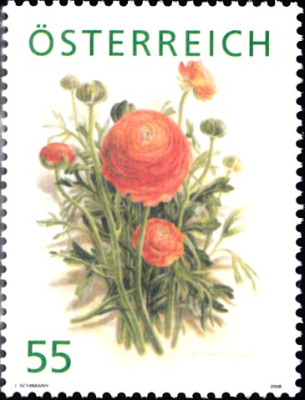 ranunkel 1.jpg