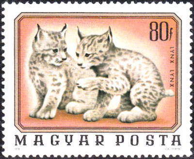 luchs 2.jpg