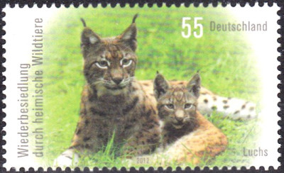 luchs 1.jpg