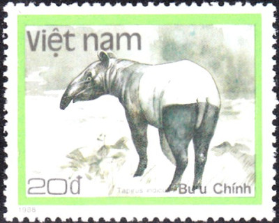 tapir4.jpg