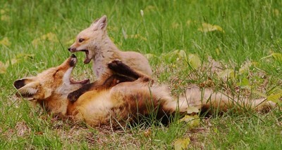 Foxplayingwithkit04.jpg