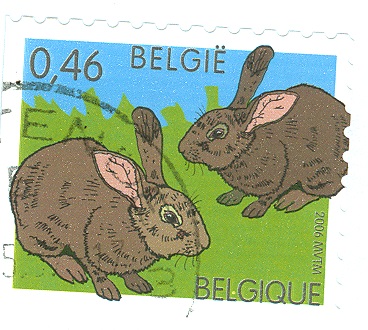 Belgien 2006 Kaninchen.jpg