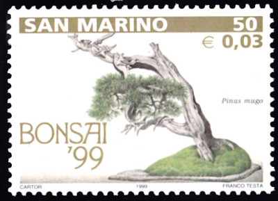 bonsai4.jpg