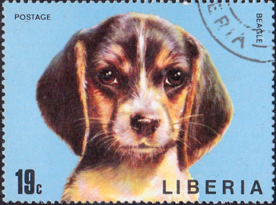 beagle.jpg