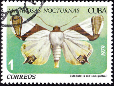 eulepidotis.jpg