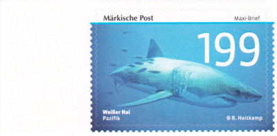 weißer hai.jpg