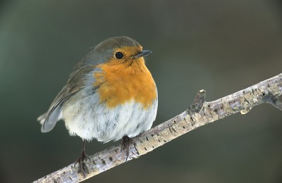 Erithacus_rubecula_(Marek_Szczepanek).jpg