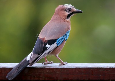 1280px-Garrulus_glandarius_B_Luc_Viatour.jpg
