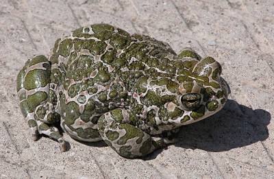 1280px-Bufo_viridis.jpg