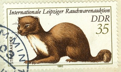 DDR 1982 Steinmarder.jpg