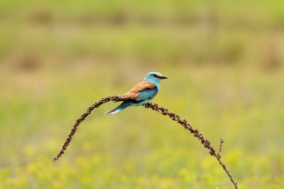 1280px-Coracias_garrulus_am.jpg