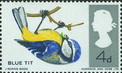 GB Blaumeise.jpg