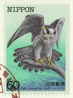 Japan Falco peregrinus.jpg