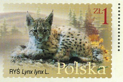 Polen 2001 Luchs GS-1.jpg