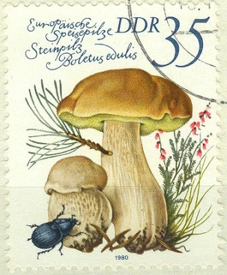 DDR 1980 MiNr. Steinpilz.jpg (109.05 KiB) 5833-mal betrachtet DDR 1980 MiNr. Steinpilz.jpg