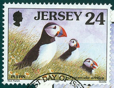 Jersey 1997 - Papageientaucher - Fratercula arctica -1.jpg