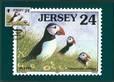 Jersey 1997 - Papageientaucher - Fratercula arctica -2.jpg