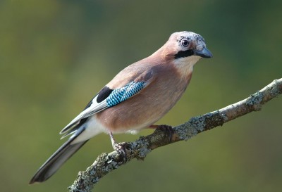 1280px-Garrulus_glandarius_1_Luc_Viatour.jpg