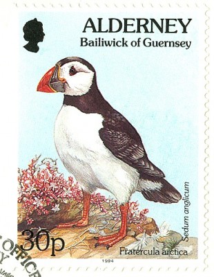 Alderney 1994 - PapageiTaucher.jpg