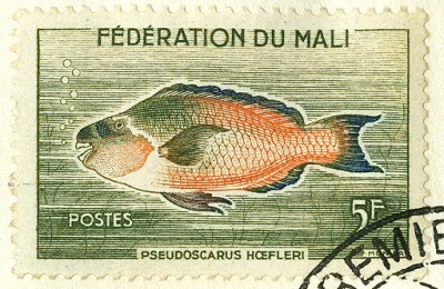 Mali 1960 Fische -5.jpg