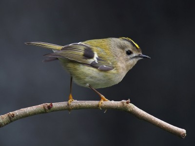 Goldcrest_1.jpg