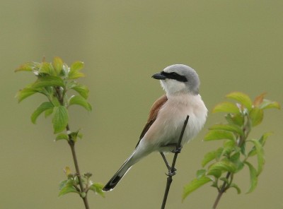 1024px-Lanius_collurio_male_am.jpg