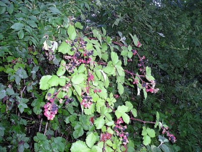1024px-Blackberry_with_fruits2.jpg