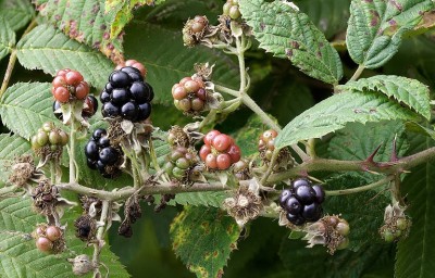 1280px-Brombeere_0815-23.jpg