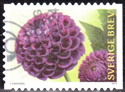 Dahlie_0002.jpg