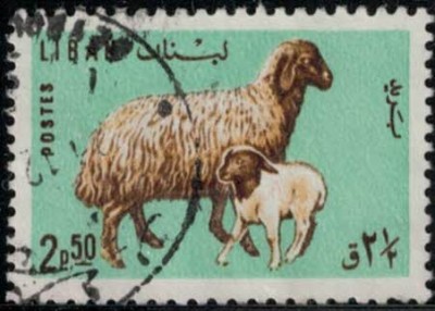 Libanon Schaf m. Lamm06022016.jpg (19.66 KiB) 3933-mal betrachtet Libanon Schaf m. Lamm06022016.jpg