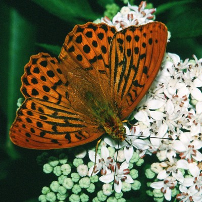 600px-Argynnis.paphia.male.2616.jpg
