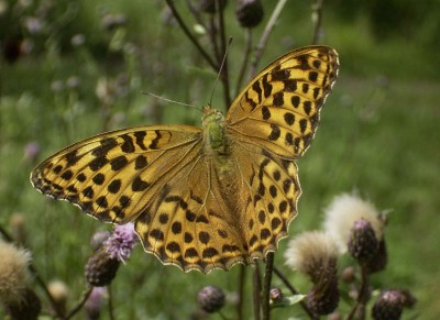 800px-Argynnis_paphia_009.jpg