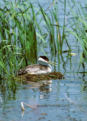 431px-Western_grebe_on_nest.jpg