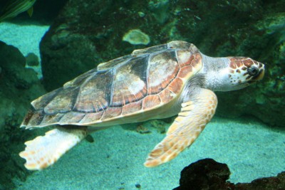 1280px-Caretta_caretta_060417w2.jpg