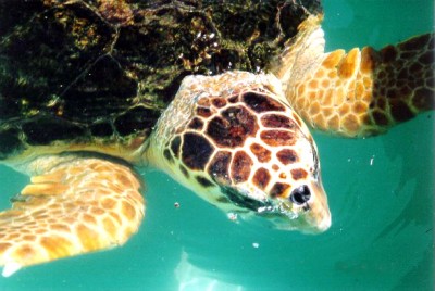 Caretta_caretta01.jpg