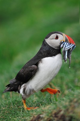640px-Puffin_(2).jpg