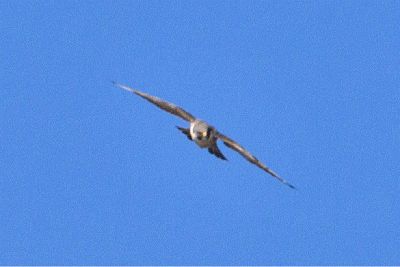 Peregrino_en_vuelo.gif