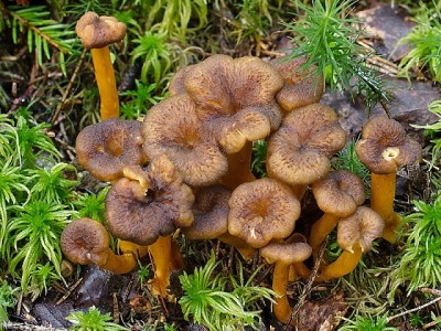 Craterellus_tubaeformis_1345904803_69350246bb_o_cropped.jpg